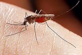 Απεντόμωση για Κουνούπια Ιός Δυτικού Νείλου Τσιμπήματα