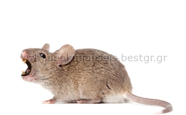 Απολύμανση για ποντίκια & Μυοκτονία